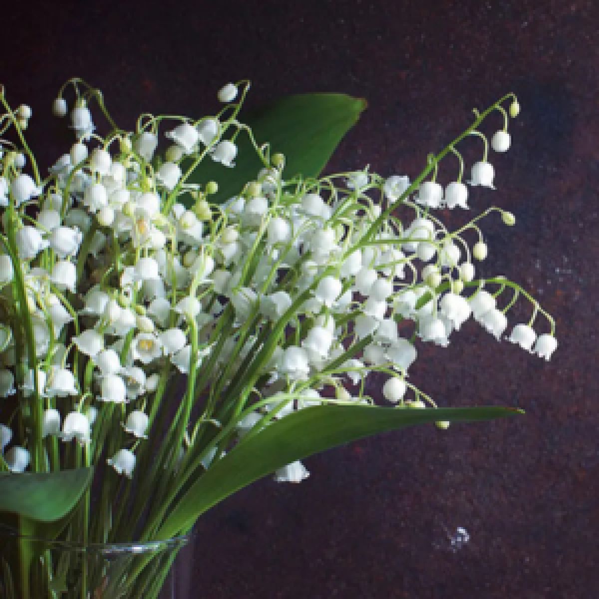 Für Katzen giftige Lilien