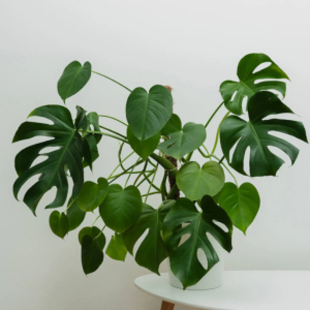 Für Katzen giftiges Philodendron