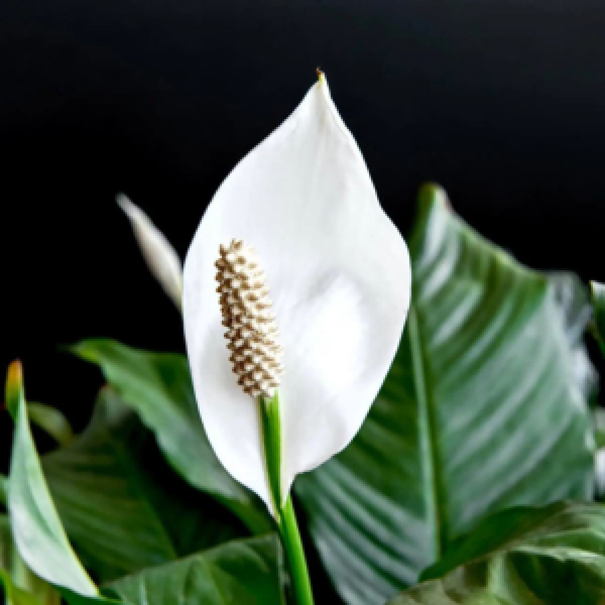 Für Katzen giftige Spathiphyllum