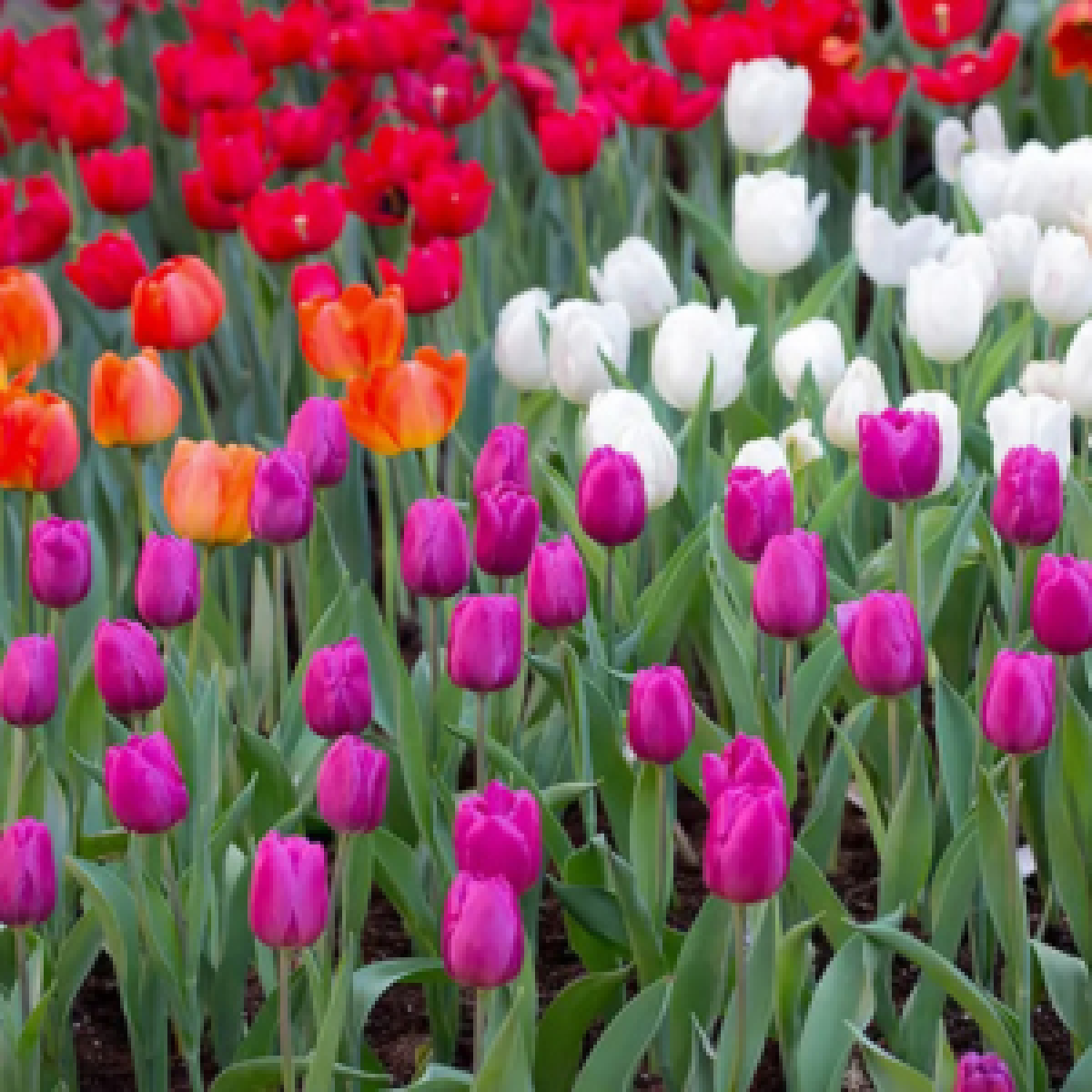 Für Katzen giftige Tulpen