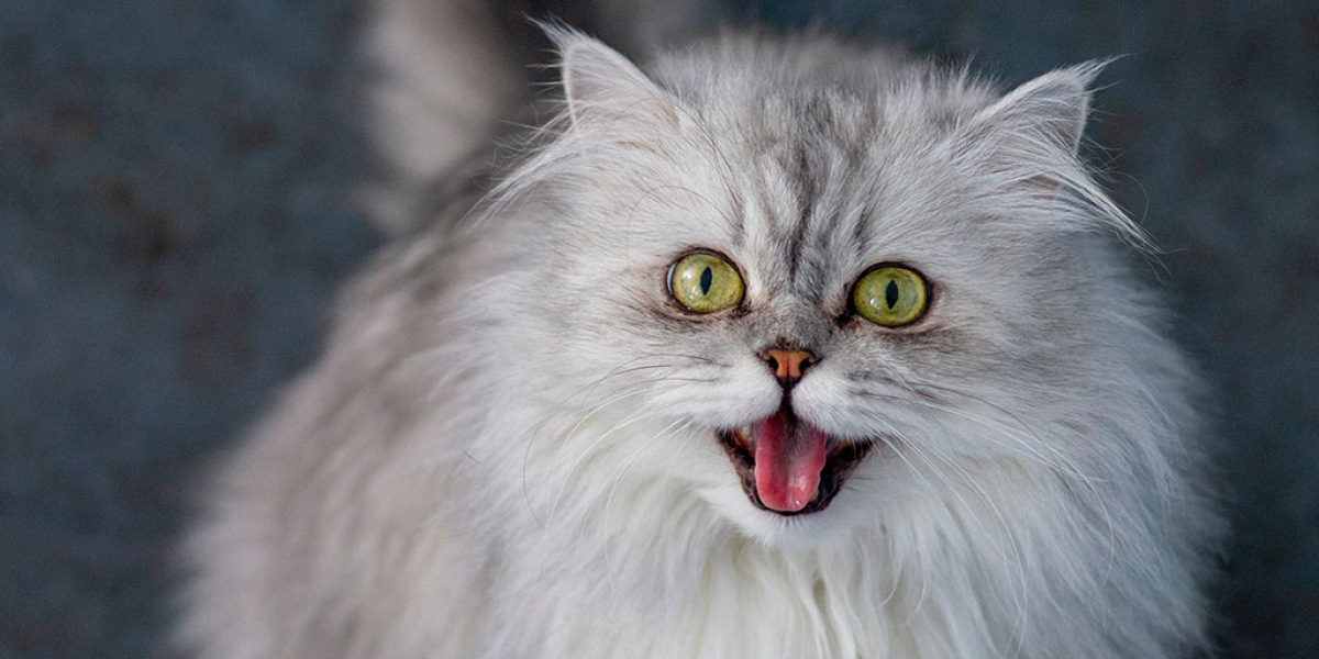 Weiße Katze mit grünen Augen