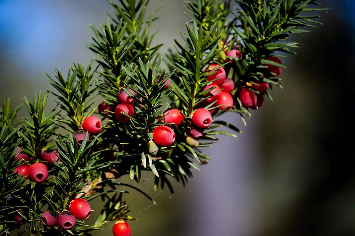 Für Katzen giftige Eibe