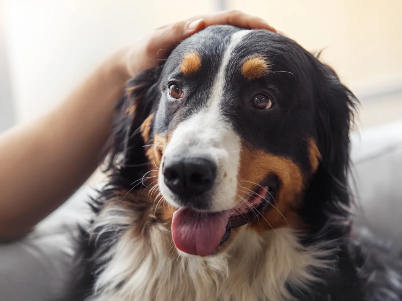 Hund wird gestreichelt mit heraushängender Zunge