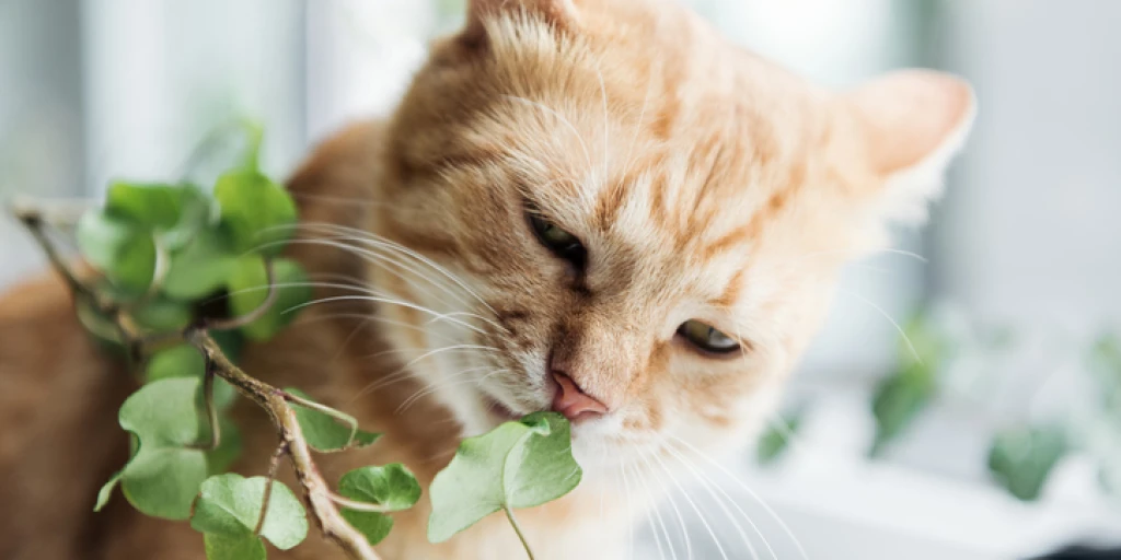 Katzen vor Giftpflanzen schützen
