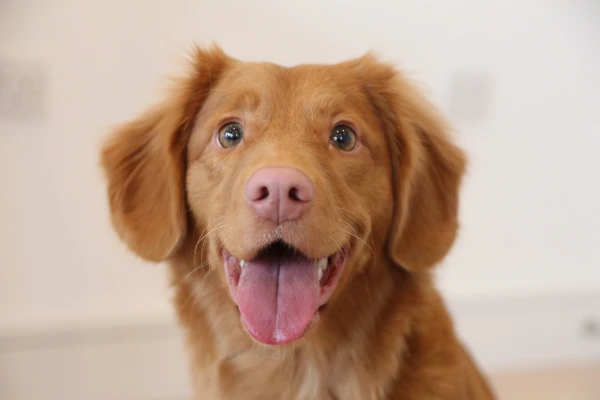 Zahnpflege bei Hunden