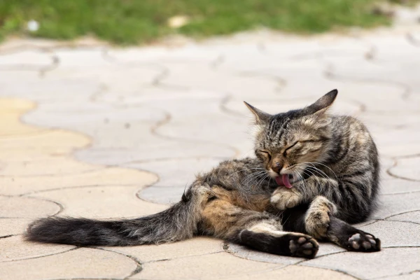 eine Katze
