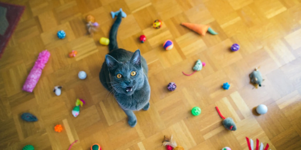 Kleine Gegenstände außer Reichweite von Katzen