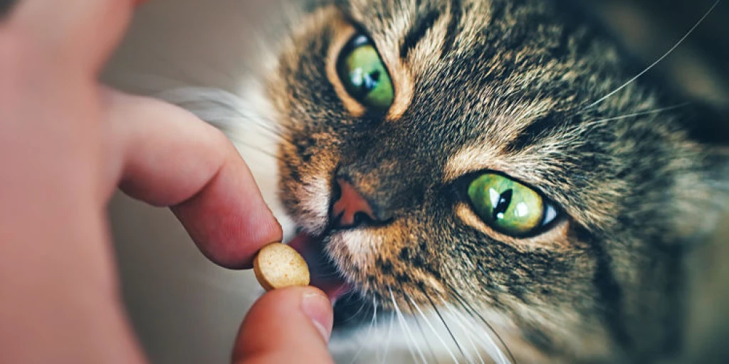 einer Katze eine Tablette geben