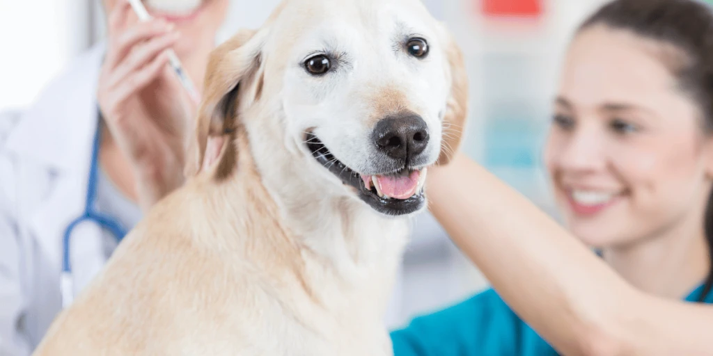 Hund wird von Tierarzt geimpft