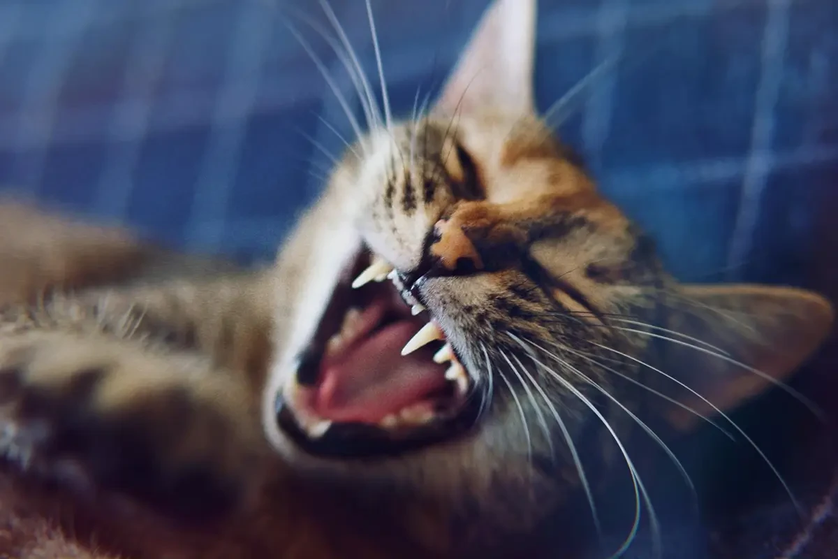 Katze faucht und ist aggressiv