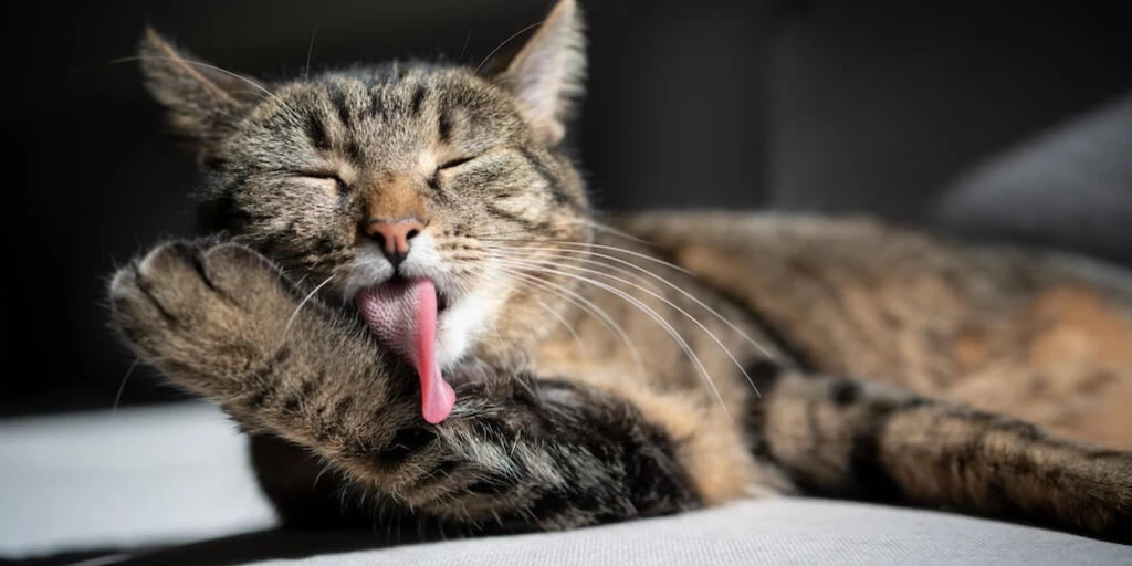 Katzen putzen sich selbst sehr gründlich. Sie genießen aber auch eine liebevolle Bürstenbehandlung von ihrem Lieblingsmenschen – ein Schlüssel zu optimaler Fellgesundheit.