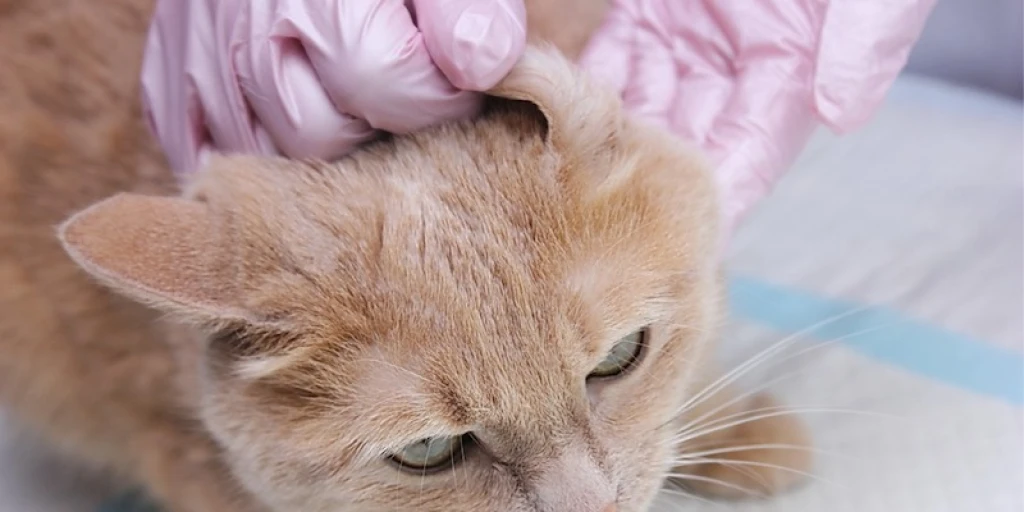 milben-check-katze