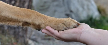 Hundepfote und Menschenhand