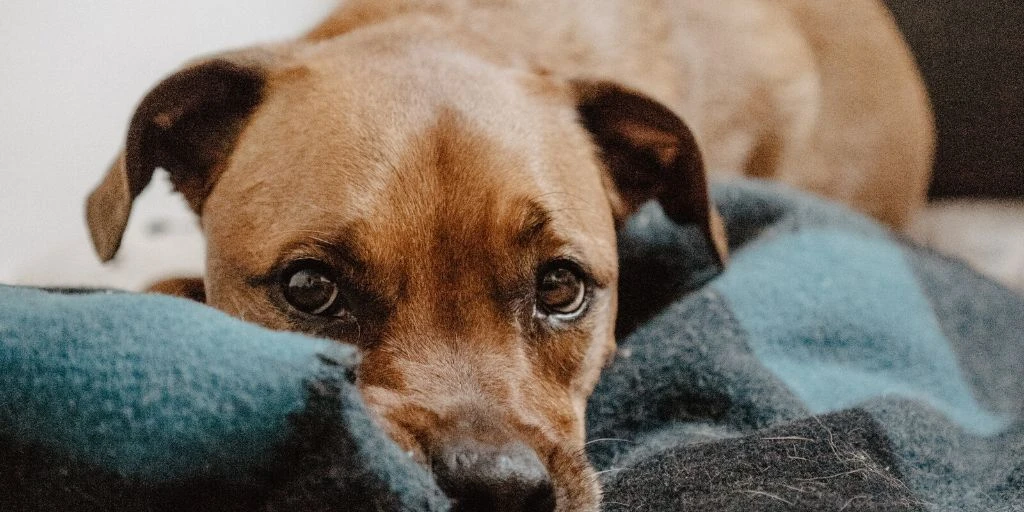 tierarzt-felmo-ratgeber-hund-durchfall