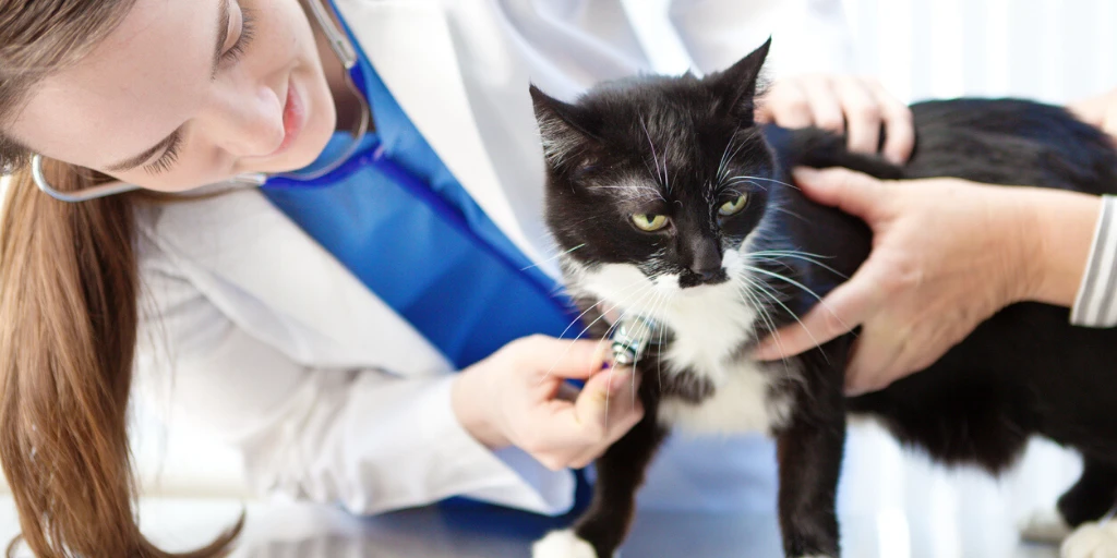 felmo-ratgeber-katze-bluthochdruck