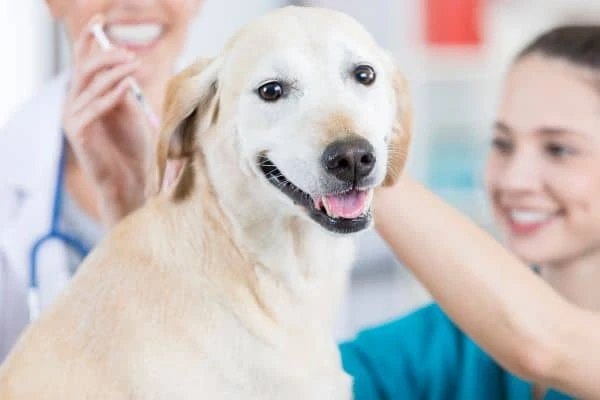 Hund wird von Tierarzt geimpft