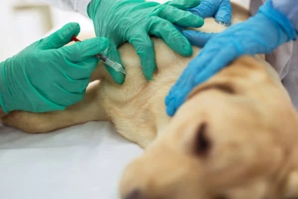 Ein Labrador wird beim Tierarzt auf dem Untersuchungstisch geimpft und erhält eine Tollwutimpfung.