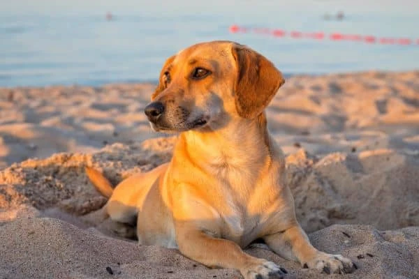 Hund liegt im Sand am Strand, hinter ihm das Meer und die Abendsonne scheint ihm auf sein Fell.
