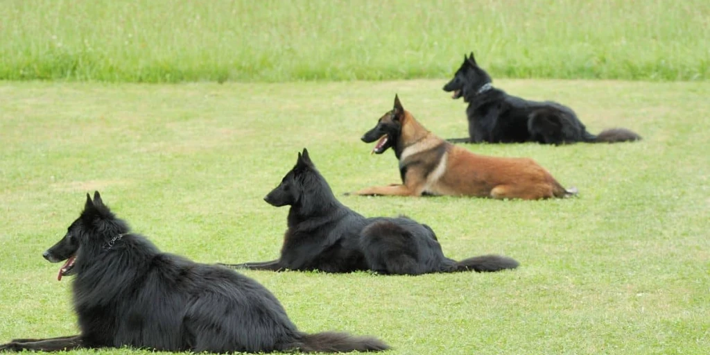 4 Belgischer Schäferhund liegen auf das Kommando wartend auf der Wiese.