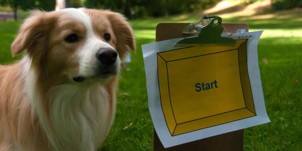 Mit voller Konzentration und Vorfreude blickt der Hund am Startpunkt des Rallye Obedience Kurses in die Kamera.