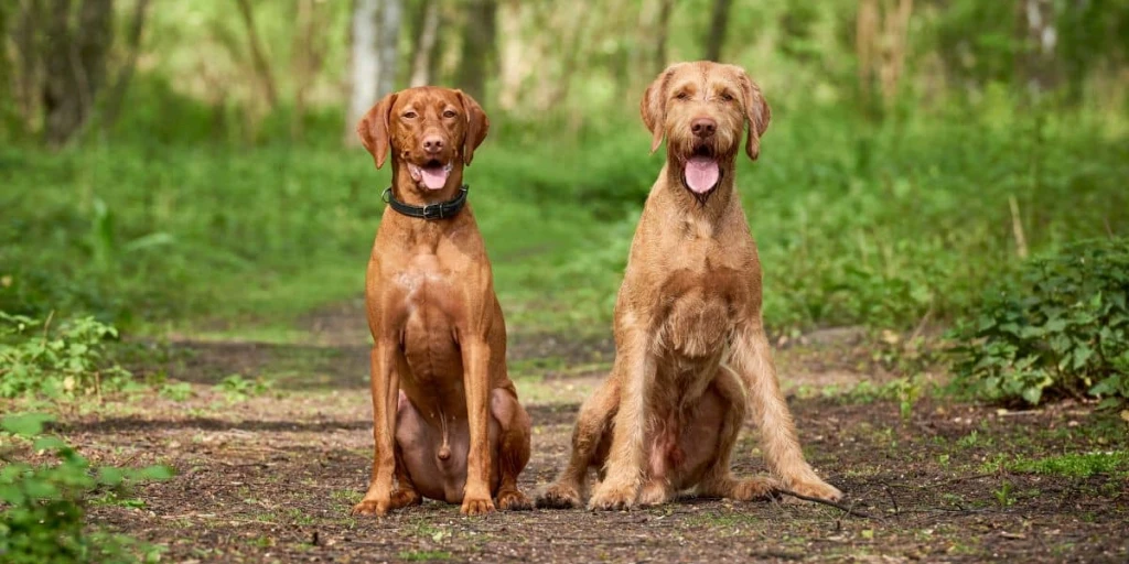 Braune Magyar Vizsla auf einem Waldweg in der Natur, schauen mit offenem Maul in die Kamera.