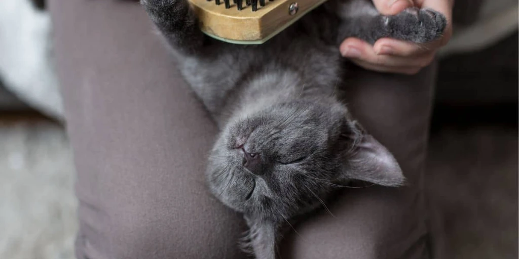 Liebevolle Fellpflege für deine Katze