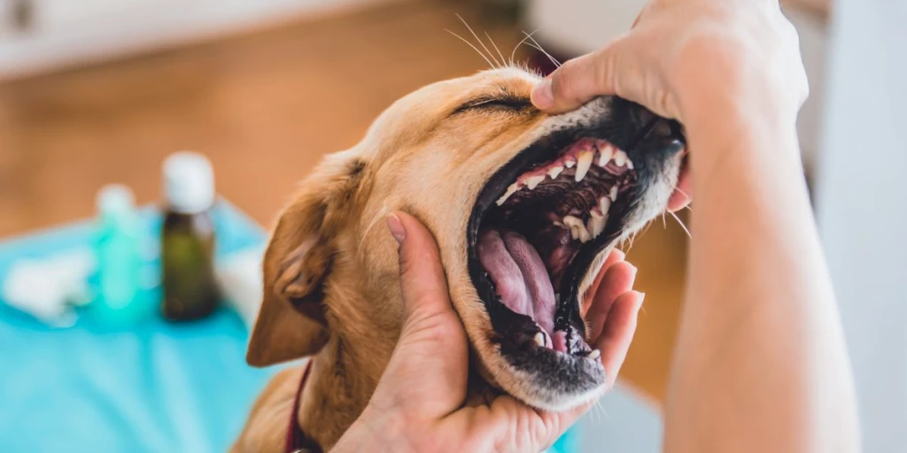 Es ist Ă€uĂerst wichtig, deinen Hund regelmĂ€Ăig von einem Tierarzt untersuchen zu lassen, um Krankheiten frĂŒhzeitig zu erkennen und angemessen zu behandeln.
