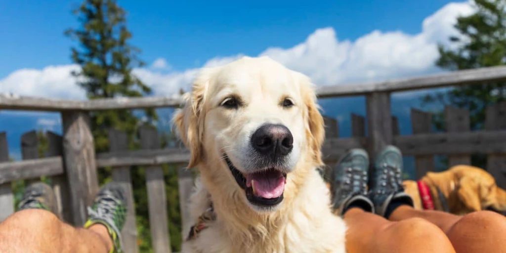 Ein Labrador schaut in die Kamera, während im Hintergrund ein strahlend blauer Himmel zu sehen ist. Er steht auf einer Art Balkon, zwischen den Beinen seiner liebevollen Herrchen und Frauchen. Beim Wandern in den Bergen kommt eine Pause auch für deinen Hund wie gerufen.