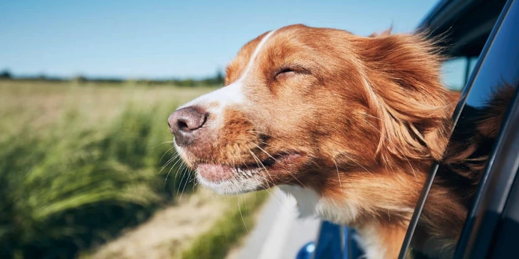 Der braune Hund hält während der Fahrt die Schnauze aus dem Fenster und genießt den Fahrtwind auf der Reise in den Urlaub.