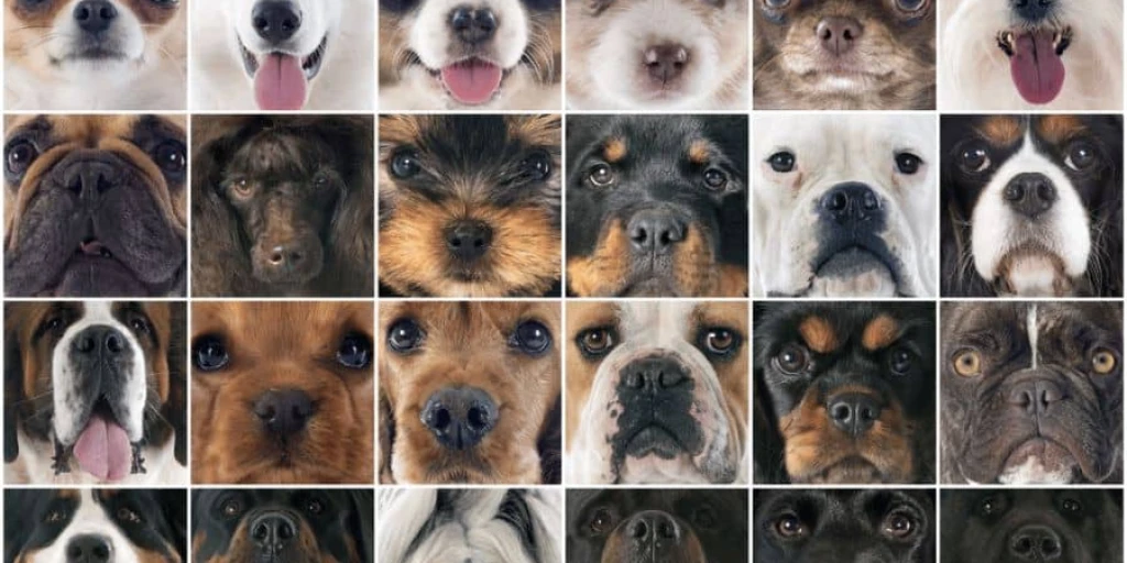 Eine Auswahl an unterschiedlichsten Hundegesichter von Chiwawa bis Bernhardiner. Welcher Hund passt zu dir?