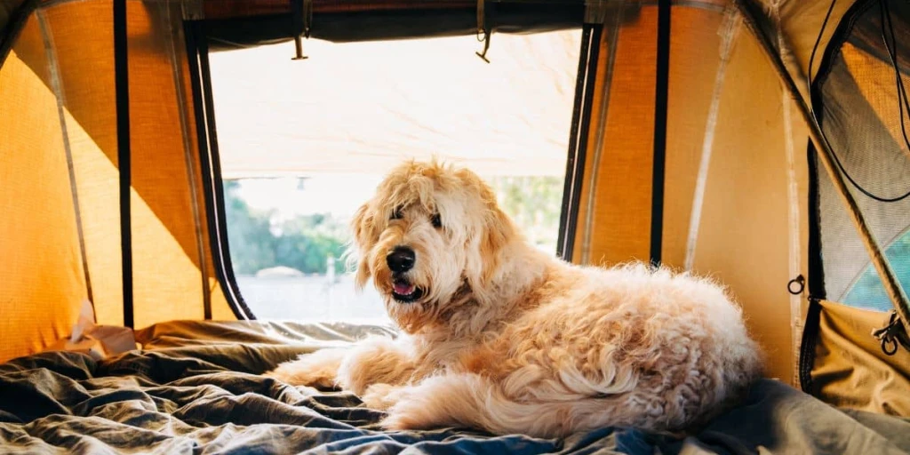 Goldendoodle liegt in einem Zelt und schaut in die Kamera
