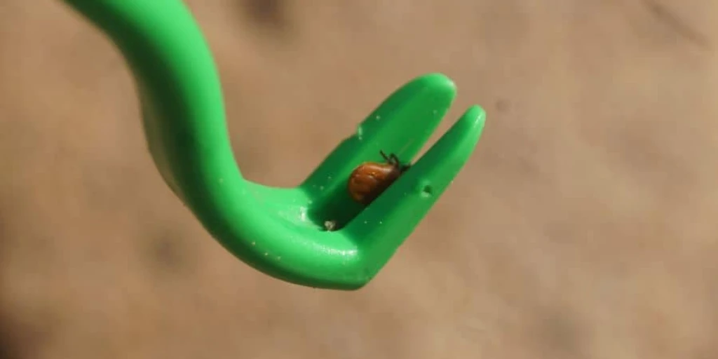 Zecke steckt in grüner Zeckenzange